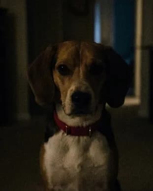 The beagle in a dim room at night, with most of its face in shadow.