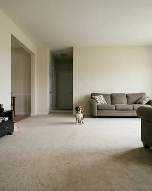 Una toma amplia de una sala donde el beagle es una figura diminuta al fondo.