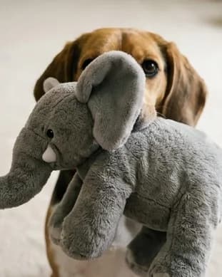 The beagle holding a large plush elephant that covers most of its face.